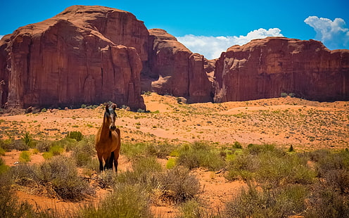 Stati Uniti, Arizona, Utah, monumento Valley, cavallo, deserto, USA, Arizona, Utah, monumento, Valley, cavallo, deserto, Sfondo HD HD wallpaper