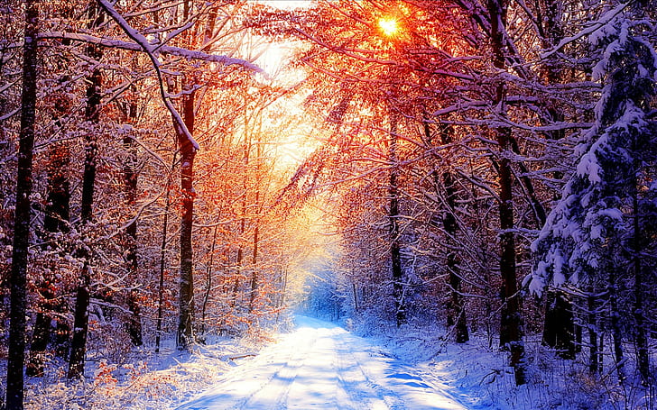 الأشجار والغابات والثلج والشتاء والشمس والطبيعة، خلفية HD