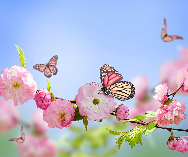 three pink butterflies, butterfly, pink, spring, flowering, sky, blue, blossom, flowers, blue sky, butterflies, HD wallpaper