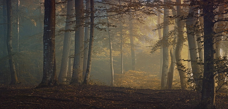 brun skog, dimmig skog, höst, skog, löv, buskar, träd, dimma, morgon, natur, landskap, HD tapet