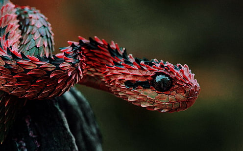 змея красная ящерица весы, HD обои HD wallpaper