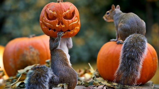 halloween, squirrels, pumpkin, mask, funny, cute, celebration, HD wallpaper HD wallpaper