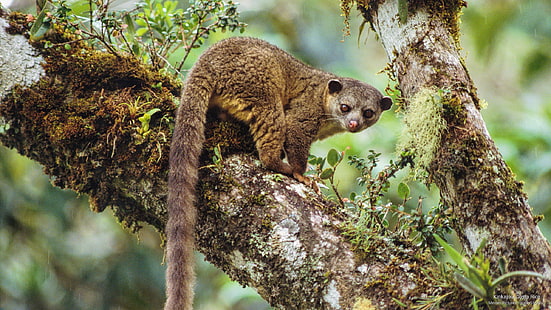 Kinkajou, Costa Rica, Animals, HD wallpaper HD wallpaper