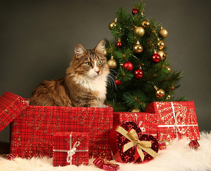 Cats, Cat, Christmas, Gift, Pet, HD wallpaper