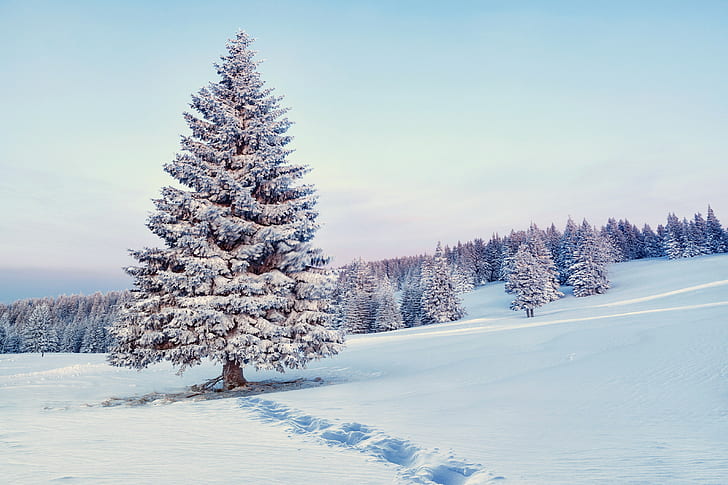 Зима, снег, природа, сосна покрыта снегом, снег, дерево, лес, зима, природа, снежинки, HD обои