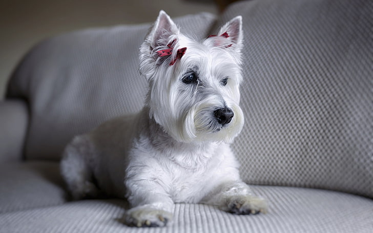 adult West Highland white terrier, sofa, dog, The West highland white Terrier, HD wallpaper