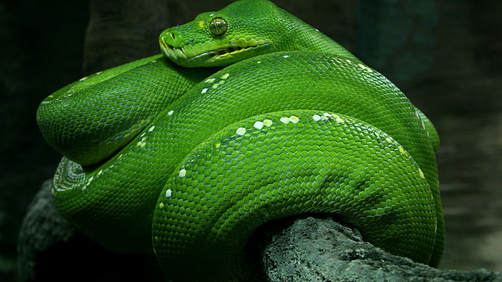 close-up photo of green boa, Python, Singapore, 4k, HD wallpaper, zoo, Emerald, Green, snake, eyes, close-up, tourism, HD wallpaper
