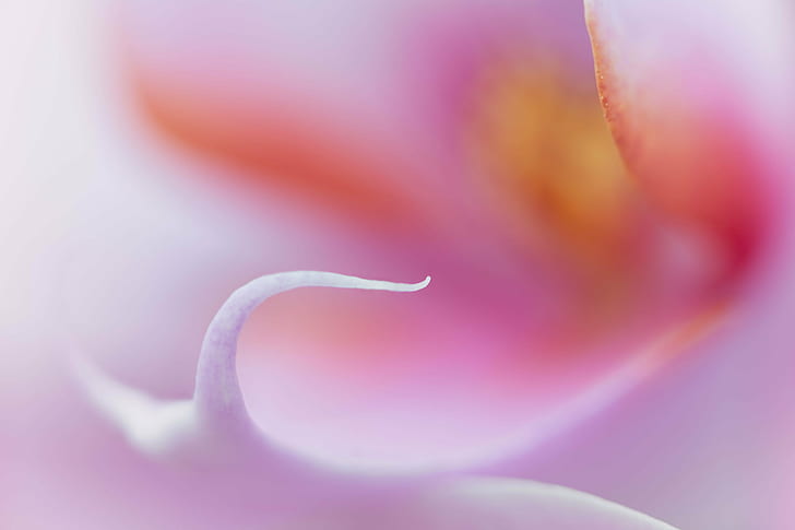 macro photo of pink flower, Caress, macro, photo, pink, flower, orchid, orchids, floral, closeup, Denver Botanic Gardens, Colorado, Zerene, Stacker, focus stacking, nature, close-up, plant, petal, single Flower, HD wallpaper