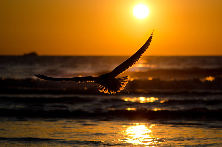 black eagle, sea, wave, the sky, water, the sun, sunset, nature, glare, reflection, river, background, bird, Wallpaper, calm, wings, feathers, silhouette, stroke, widescreen, full screen, HD wallpapers, beautiful Wallpapers, HD wallpaper