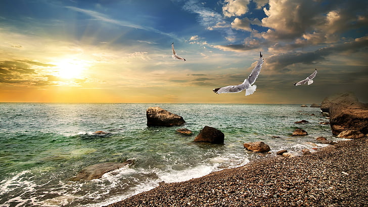 wave, glorious, glowing, morning, good morning, seagulls, seagull, mew gull, mew, sea mew, wind wave, sunlight, calm, beach, bird, cloud, birds, horizon, coast, ocean, water, shore, body of water, sky, sea, sunrise, seaside, HD wallpaper