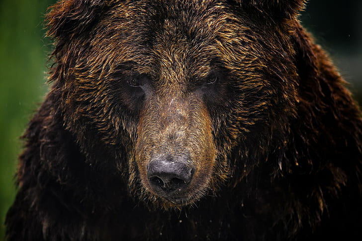 Urso pardo, urso pardo, urso, urso pardo, focinho, plano de fundo, HD papel de parede