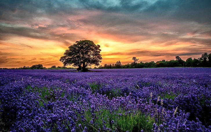 lavender flower field, nature, landscape, lavender, sunset, HD wallpaper