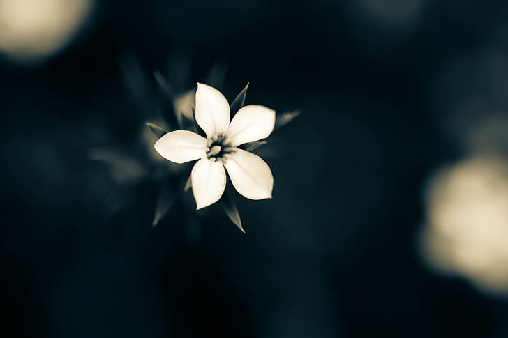 makro, tanaman, bunga putih, closeup, Wallpaper HD