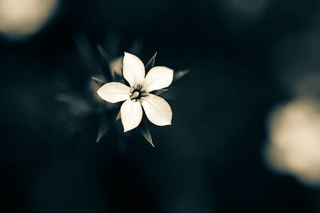 makro, tanaman, bunga putih, closeup, Wallpaper HD HD wallpaper