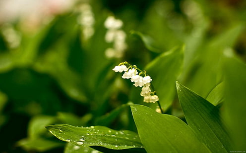 Maiglöckchen auf Wäldern, weiße Maiglöckchen, Natur, Blume, Mai, HD-Hintergrundbild HD wallpaper