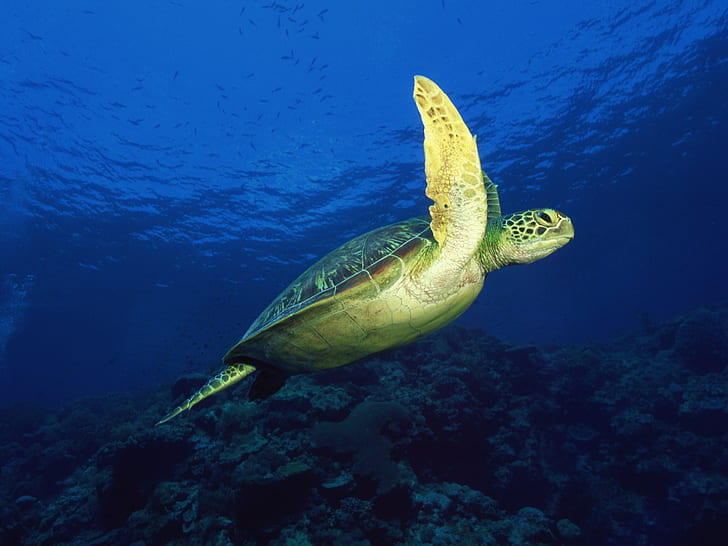 Meeresschildkröte, Tiere, Meer, Felsen, Blau, grüne Schildkröte, Meeresschildkröte, Tiere, Meer, Felsen, Blau, HD-Hintergrundbild