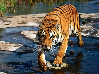 Prowler, бенгальский тигр, взрослый тигр, бенгальский, тигр, prowler, HD обои HD wallpaper