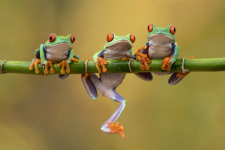 tiga katak hijau di cabang bambu dalam fotografi tilt shift, mata merah, banyak, jari kaki, katak hijau, bambu, cabang, fotografi tilt shift, amfibi, katak pohon bermata merah, Agalychnis callidryas, baris, Bournemouth, hewan, katak, alam,margasatwa, Wallpaper HD