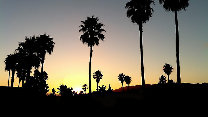 Silhouette der Bäume während der goldenen Stunde, Sonnenuntergang, schwarz, Palmen, Silhouette, HD-Hintergrundbild