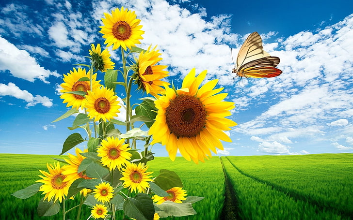 desktop latar belakang bunga matahari, Wallpaper HD