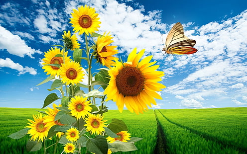 sunflower background desktop, HD wallpaper HD wallpaper