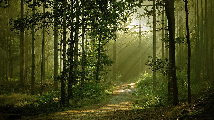 ต้นไม้ใบเขียว, ป่าในช่วงพระอาทิตย์ขึ้น, ภูมิทัศน์, ธรรมชาติ, อะนิเมะ, ต้นไม้, ป่า, เส้นทาง, แสงแดด, ถนนลูกรัง, วอลล์เปเปอร์ HD
