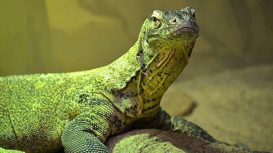 Reptilien, Komodo-Drache, Tier, Nahaufnahme, Drache, Komodo, Eidechse, Reptil, HD-Hintergrundbild HD wallpaper