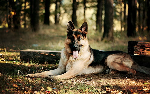 animals, dog, German Shepherd, tongues, HD wallpaper HD wallpaper