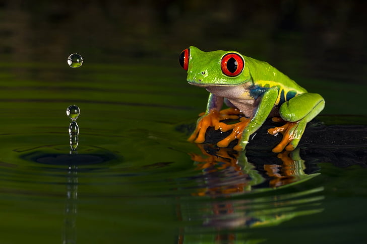 Frogs, Red Eyed Tree Frog, Amphibian, Frog, Wildlife, HD wallpaper