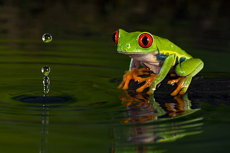 Frogs, Red Eyed Tree Frog, Amphibian, Frog, Wildlife, HD wallpaper HD wallpaper