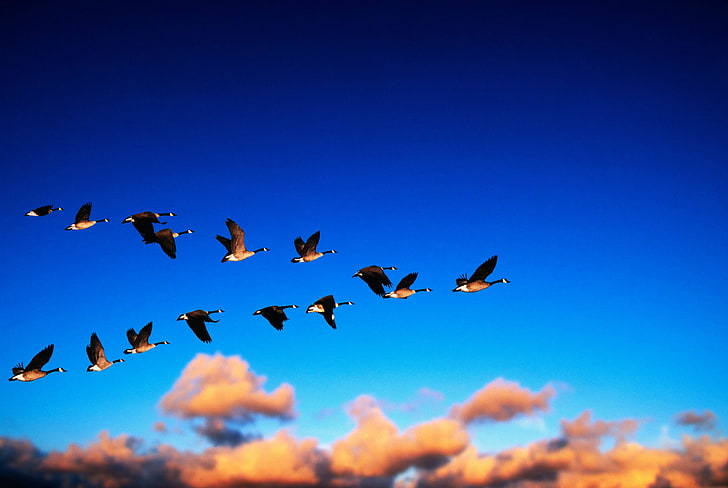 clouds, flight, geese, migration, sky, HD wallpaper