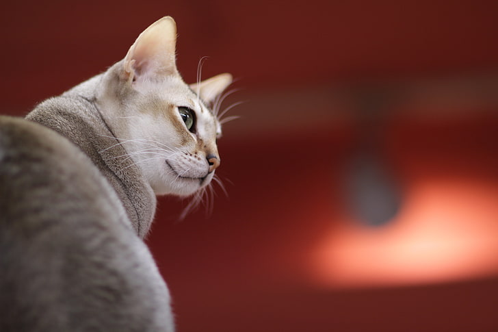 braune Katze, Singapurakatze, Maulkorb, Farbe, Rasse, HD-Hintergrundbild