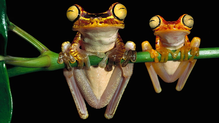 two brown, orange, and black fogs, frog, couple, branch, hang, HD wallpaper