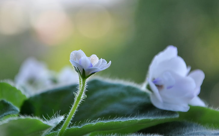 messa a fuoco selettiva fotografia di bianco e viola petalo di fiori, fiori, viola, piante, macro, foglie, Sfondo HD