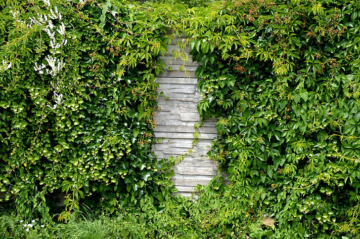 climber, garden, garden wall, green, hedge, leaves, natural stone, nature, noise barrier, overgrown, plant, road, stone wall, wall, HD wallpaper