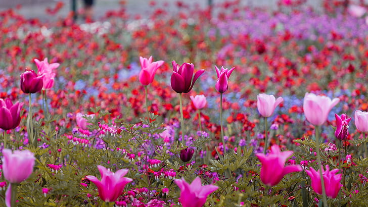 rosa blume, tulpen, tulpen, tulpen, rosa, blume, garten, farben, purpura, rojo, bordeau, lila, garten, farben, rot, foto, Pflanze, rosa Farbe, Sommer, Blüte, Blütenblatt, Frühling, bunt, Frische, Schönheit in der Natur, Tulpe, HD-Hintergrundbild