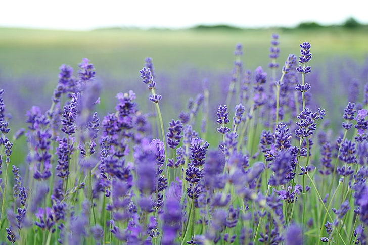 purple lavender flowers, lavender, flowers, field, blurred, HD wallpaper