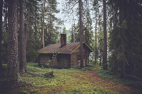 коричневый деревянный домик, лес, природа, лес, деревья, осень, дом, озеро, HD обои HD wallpaper