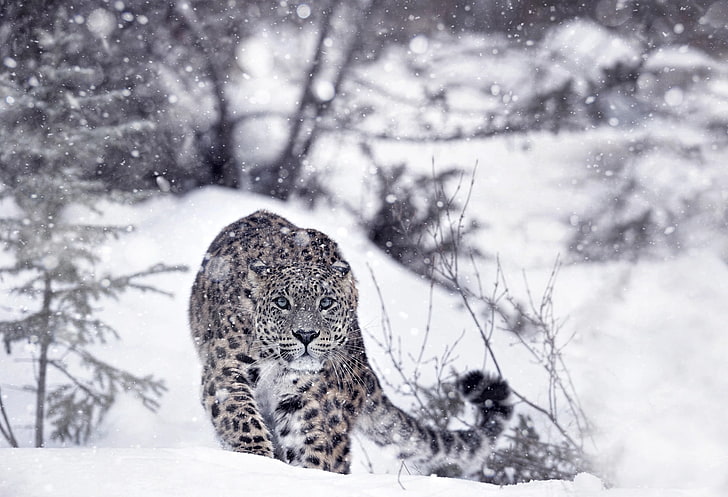 흰색과 검은 늑대 그림, 눈 표범, 겨울, 눈, 동물, HD 배경 화면