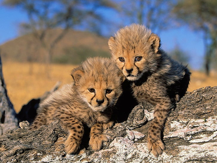 เสือชีตาห์ลูกสัตว์สัตว์แอฟริกาธรรมชาติภูมิทัศน์ลูกเสือชีตาห์, วอลล์เปเปอร์ HD