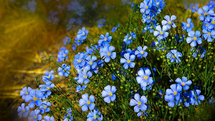 цветок, голубые цветы, флора, растение, полевой цветок, весна, цветущее растение, трава, луг, обочина, HD обои