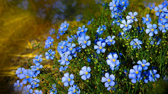 blomma, blå blommor, flora, växt, vild blomma, vår, blommande växt, gräs, äng, vägkanten, HD tapet HD wallpaper
