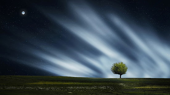 polarljus, träd, stjärnklar natt, natthimmel, måne, fullmåne, ensamt träd, fält, nära, mörker, ensamt träd, HD tapet HD wallpaper