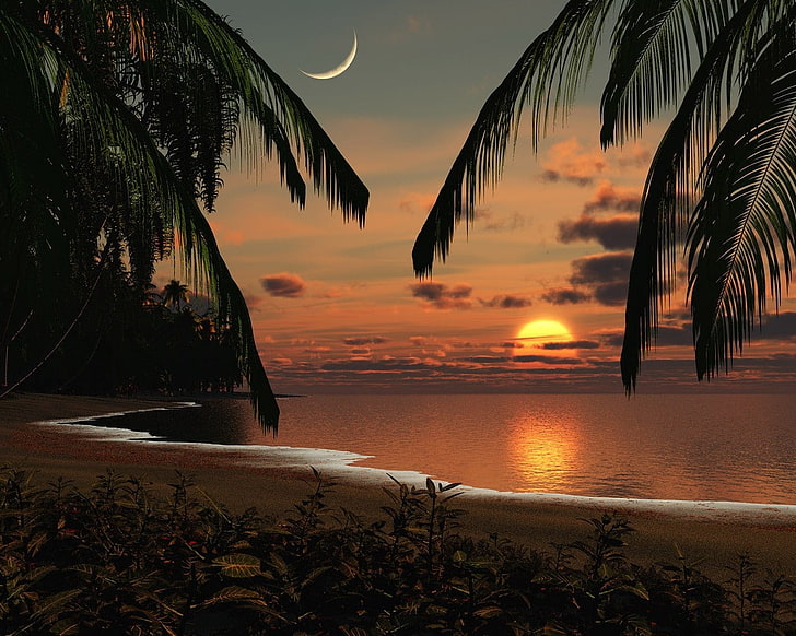 кокосови дървета в близост до водоема цифрови тапети, крайбрежие, сутрин, слънце, зора, луна, небе, плаж, палми, HD тапет