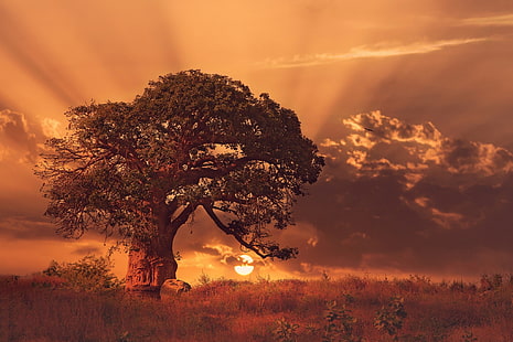 arbre brun dans le champ pendant le coucher du soleil, nature, paysage, coucher de soleil, arbres, baobabs, nuages, Afrique, herbe, rayons de soleil, Fond d'écran HD HD wallpaper