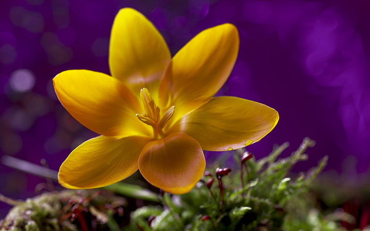 fleurs pétales jaunes, fleurs, macro, nature, fleurs jaunes, Fond d'écran HD