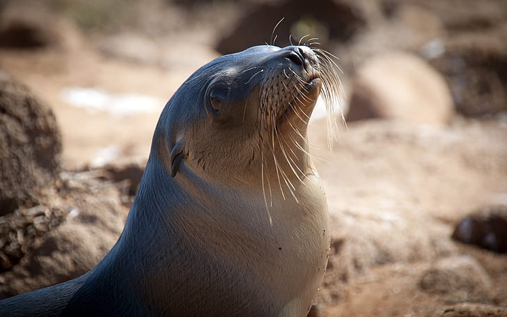 Lovely close-up of sea lion, Lovely, Sea, Lion, HD wallpaper