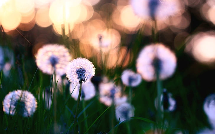 ดอกแดนดิไลอันอย่างใกล้ชิดในพระอาทิตย์ตก, ดอกไม้สีขาว, ดอกแดนดิไลอัน, พระอาทิตย์ตก, วอลล์เปเปอร์ HD
