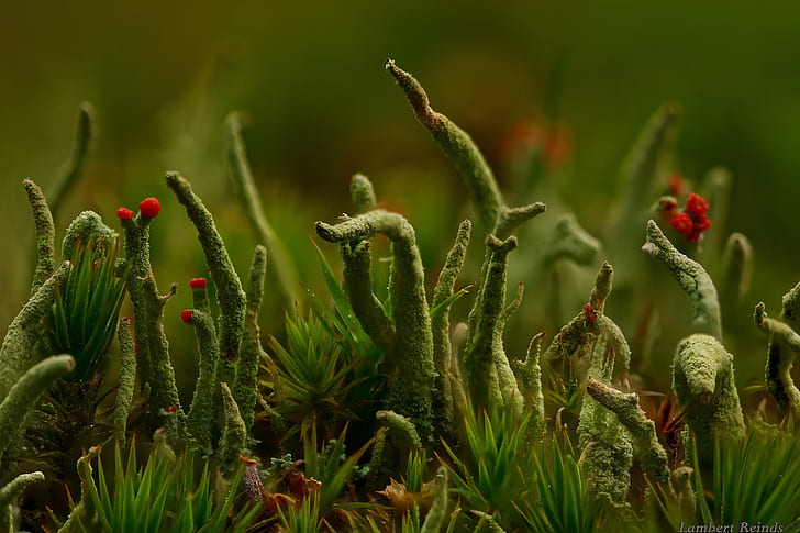 herbe, lichen, Cladonia, macro monde, Fond d'écran HD