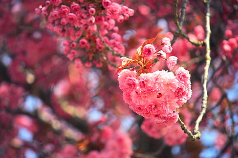 Wiśniowe drzewo, kwiat wiśni, 4K, kwiat wiśni, Tapety HD HD wallpaper